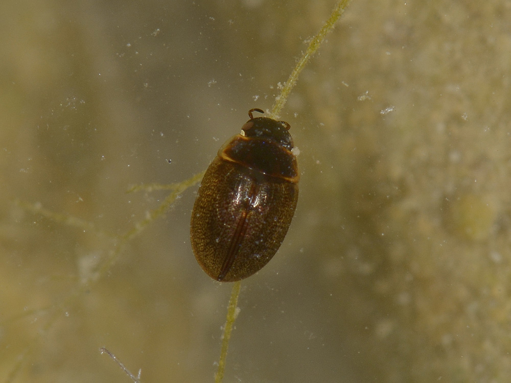 Laccobius sp. (Hydrophilidae)